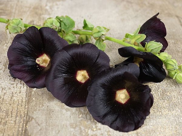 40 Hollyhock Nigra seeds