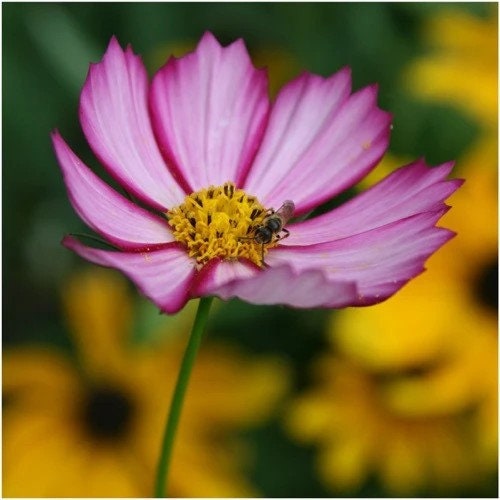 50 Cosmos Picotee seeds
