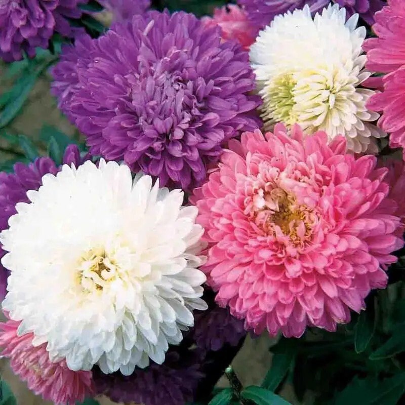 China Aster Crego Mix seeds