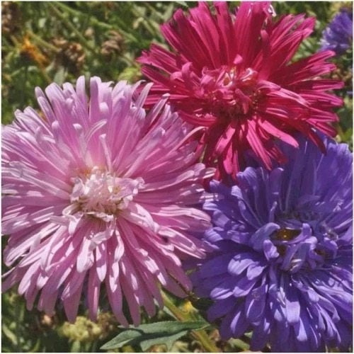 China Aster Crego Mix seeds