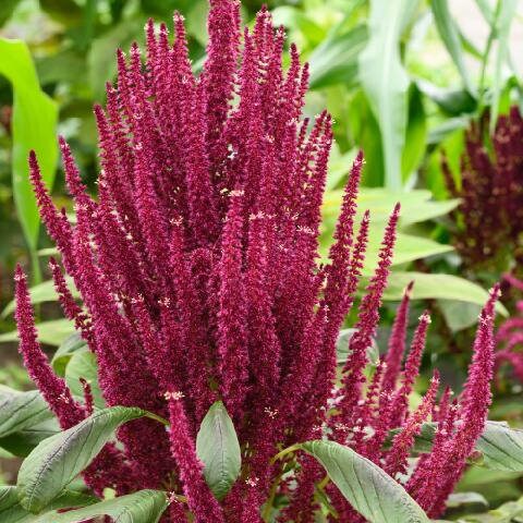 Amaranth Red Spike seeds