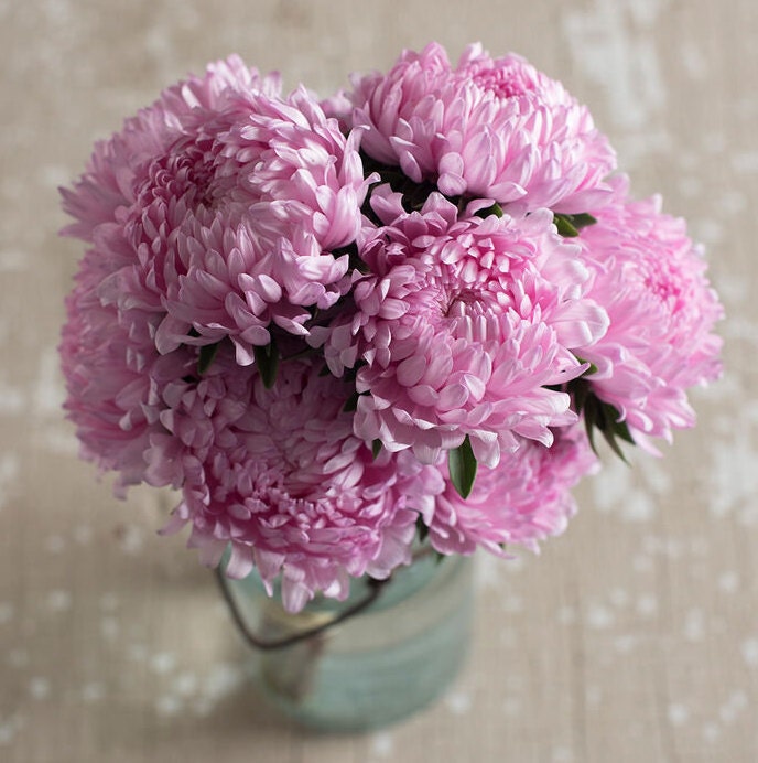 Tower Salmon Aster seeds