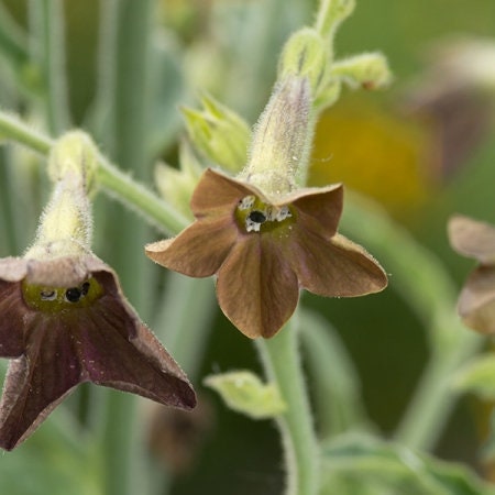 Nicotiana Variety: Bronze Queen, Langsdorffii, Starlight Dancer (100+ seeds for each variety x3)