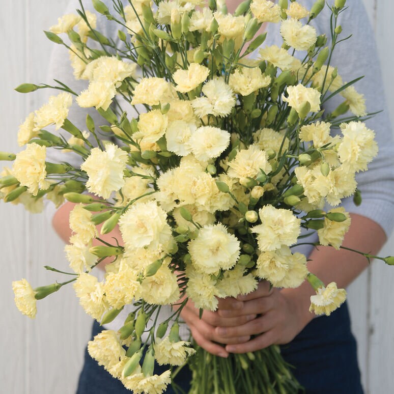 Carnation Chabaud Variety: Orange Sherbet, Marie, La France, Benigna (100 seeds per variety x4)