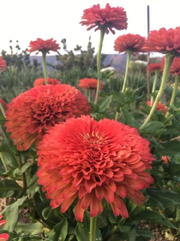 Zinnia Giant Coral seeds