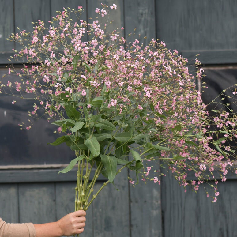 Saponaria Pink Beauty seeds