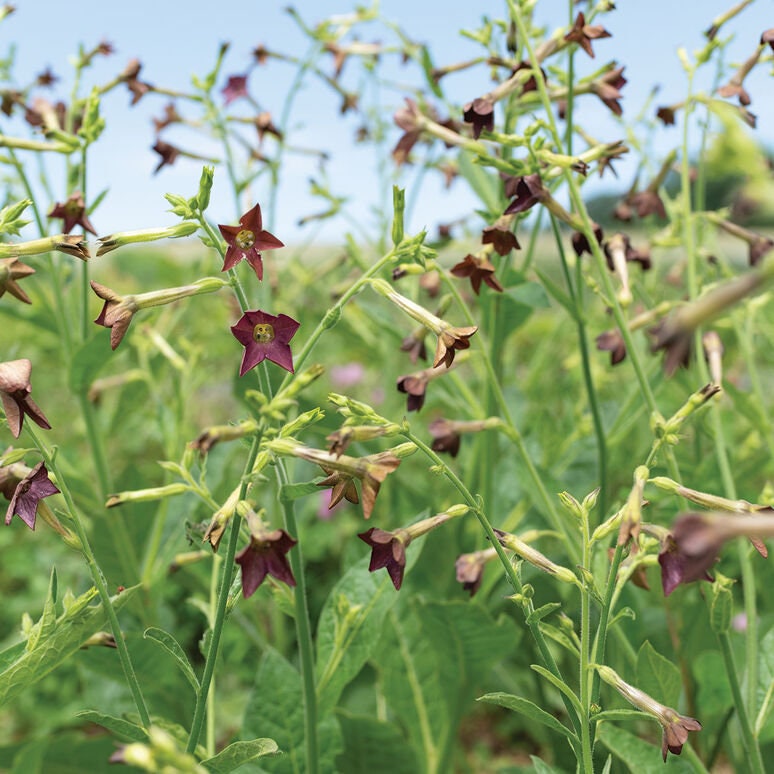 Nicotiana Variety: Bronze Queen, Langsdorffii, Starlight Dancer (100+ seeds for each variety x3)