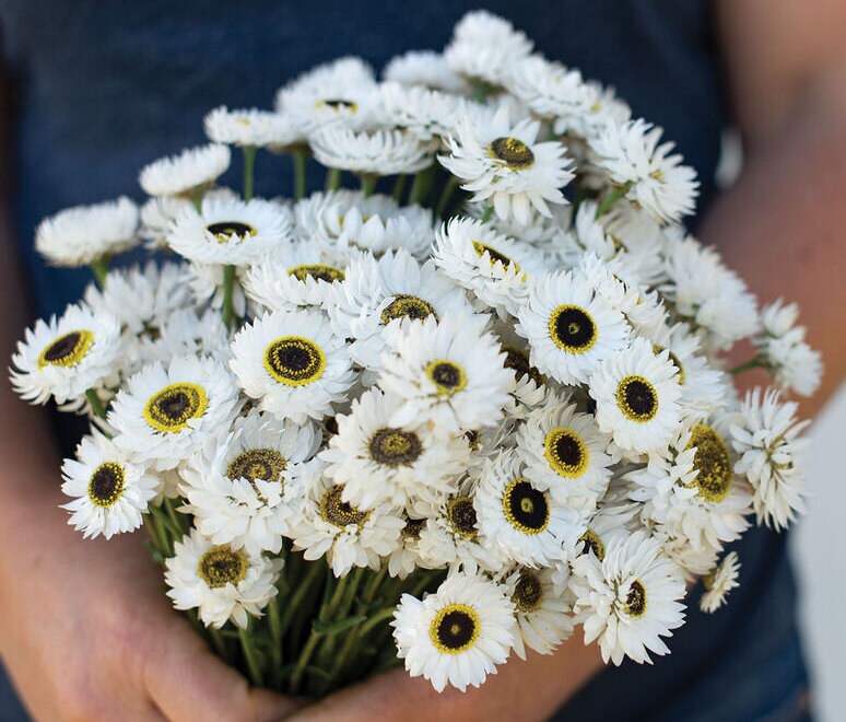 40 Helipterum Pierrot White Paper Daisy seeds