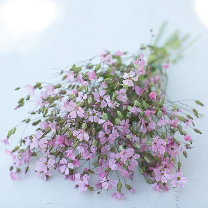 40 Saponaria Pink Beauty seeds