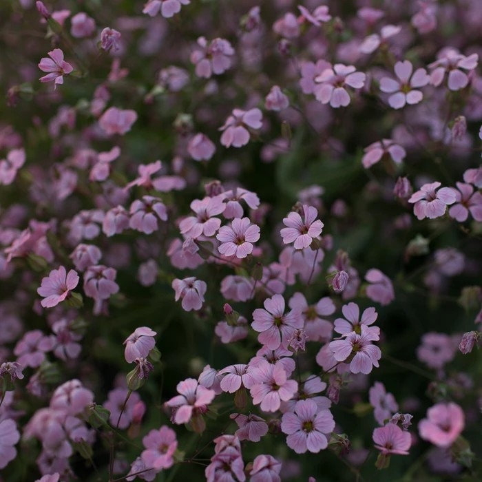 Saponaria Pink Beauty seeds