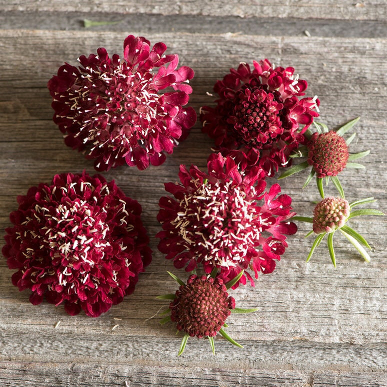Scabiosa Variety: Salmon Rose, Fire King, Snow Maiden, Pincushion Formula QIS Mix (30 seeds of each variety x4)