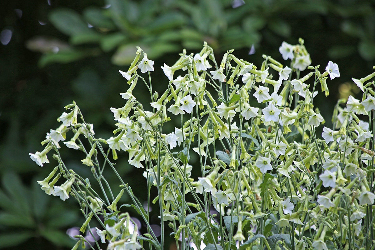 Nicotiana Variety: Bronze Queen, Langsdorffii, Starlight Dancer (100+ seeds for each variety x3)