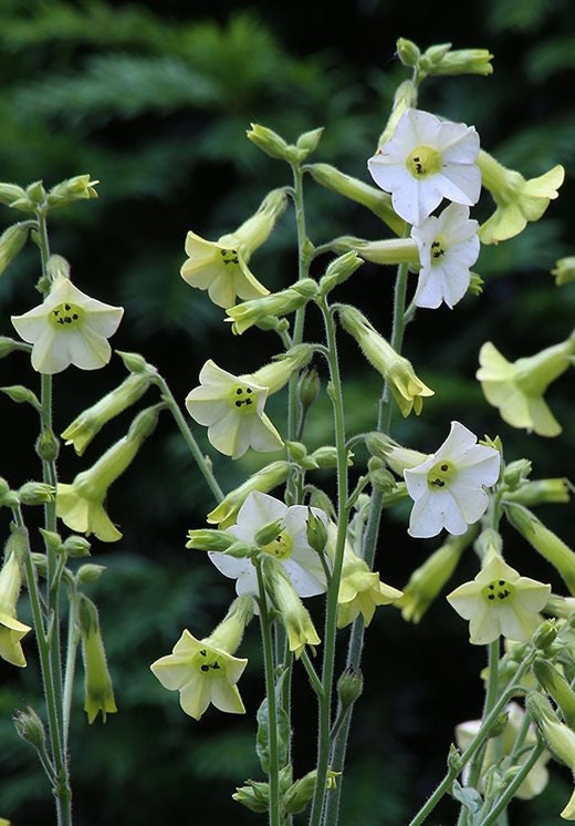 Nicotiana Variety: Bronze Queen, Langsdorffii, Starlight Dancer (100+ seeds for each variety x3)