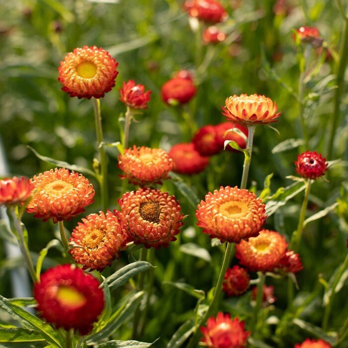 Strawflower Copper Red seeds