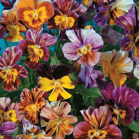 viola plant seeds 50 Viola Brush Strokes seeds – GardeningTreasures