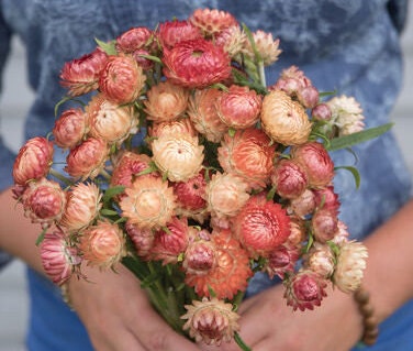 Strawflower Variety: Sultane Mix, Apricot/Peach, Purple-Red, Silvery Rose (100+ seeds of each variety ×4)