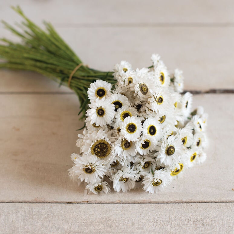 Helipterum Pierrot White Paper Daisy seeds