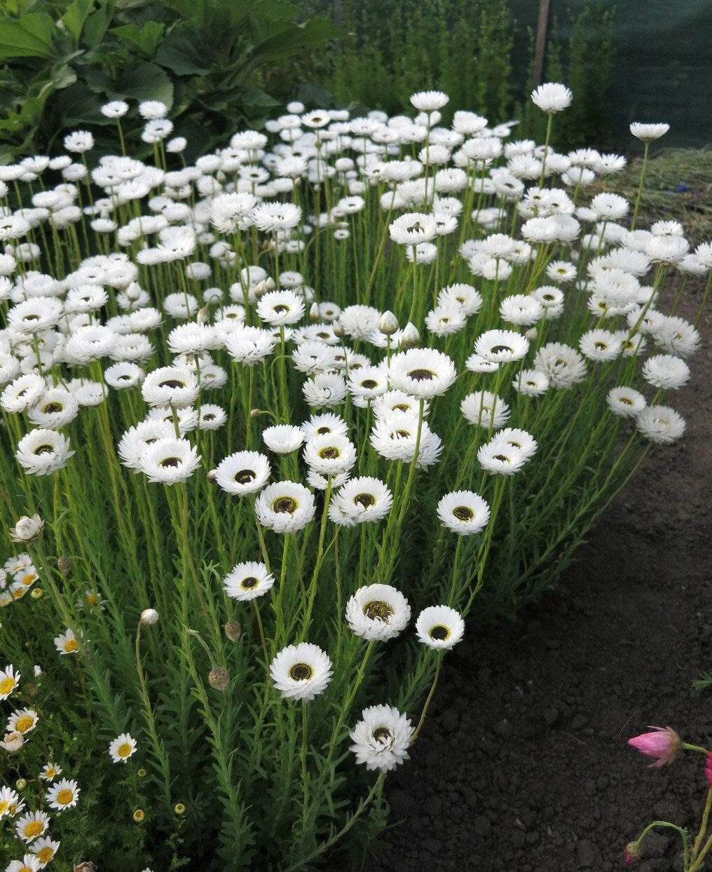 Helipterum Pierrot White Paper Daisy seeds