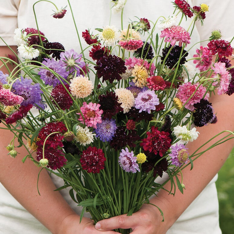 Scabiosa Variety: Salmon Rose, Fire King, Snow Maiden, Pincushion Formula QIS Mix (30 seeds of each variety x4)