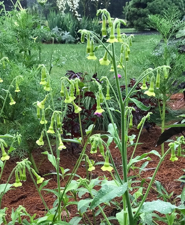 Nicotiana Variety: Bronze Queen, Langsdorffii, Starlight Dancer (100+ seeds for each variety x3)