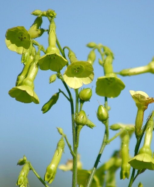 Nicotiana Variety: Bronze Queen, Langsdorffii, Starlight Dancer (100+ seeds for each variety x3)