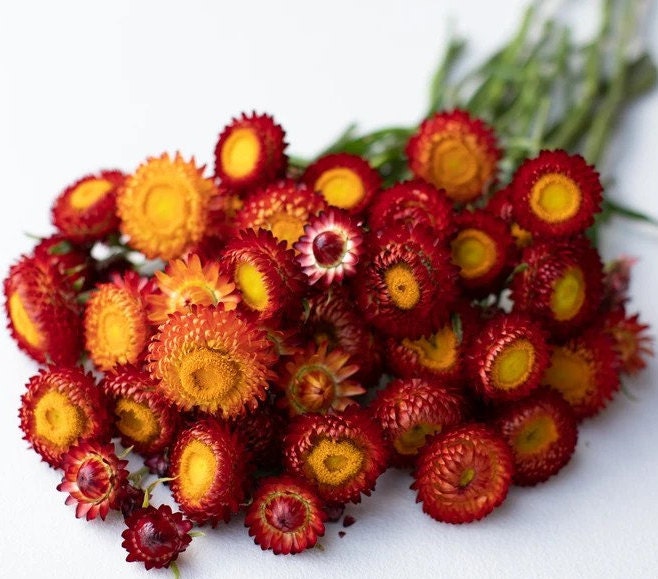 Strawflower Copper Red seeds