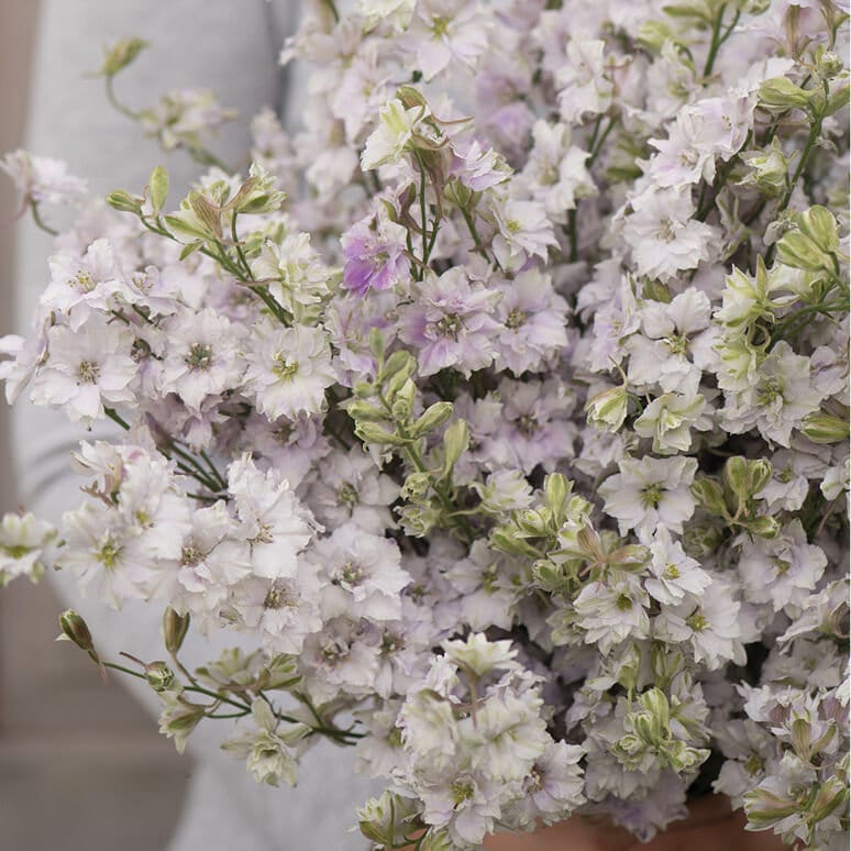Larkspur Fancy Smokey Eyes seeds