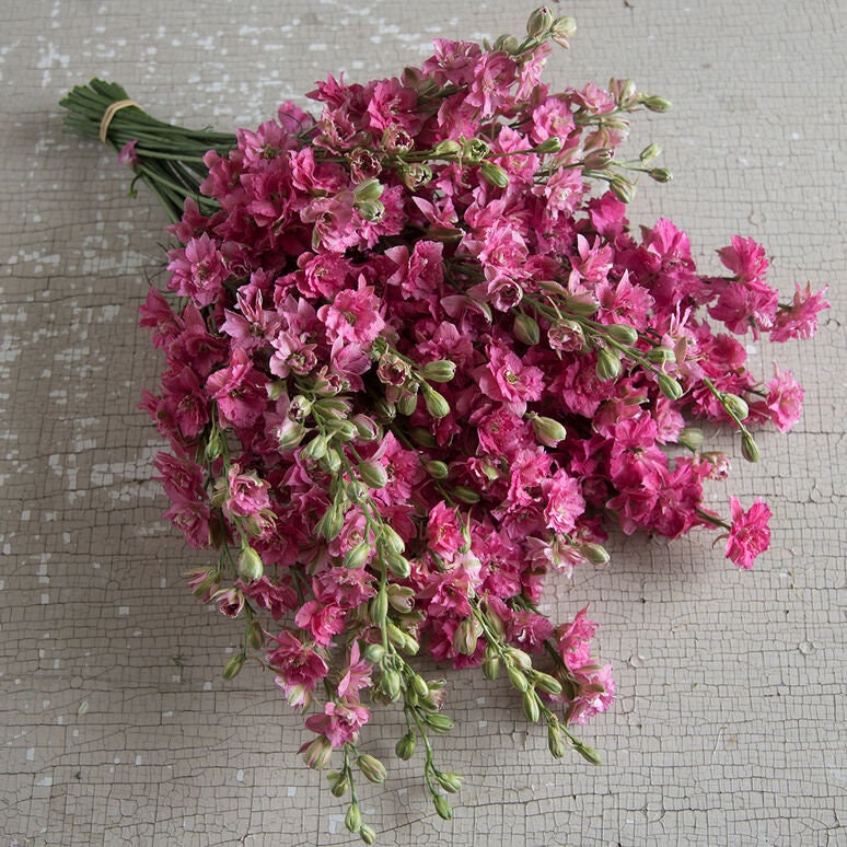 Larkspur Carmine seeds