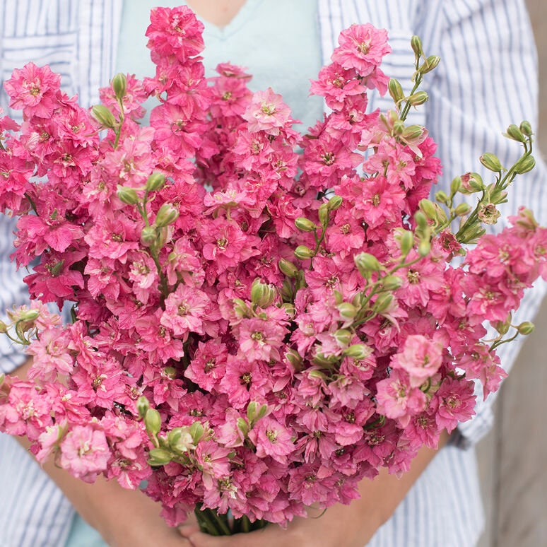 Larkspur Carmine seeds