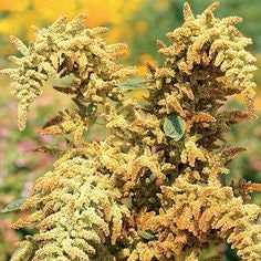 Amaranth Autumn's Touch seeds