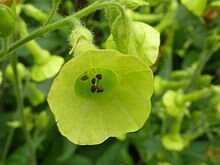 Nicotiana Langsdorffii seeds