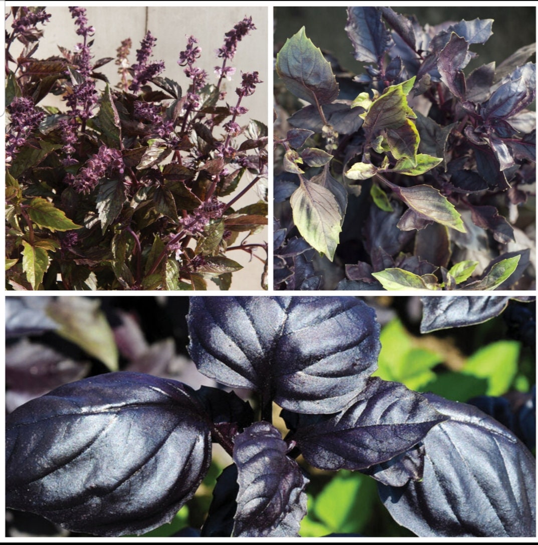 Basil Variety Amethyst Dark Opal Aromatto 50 seeds for each