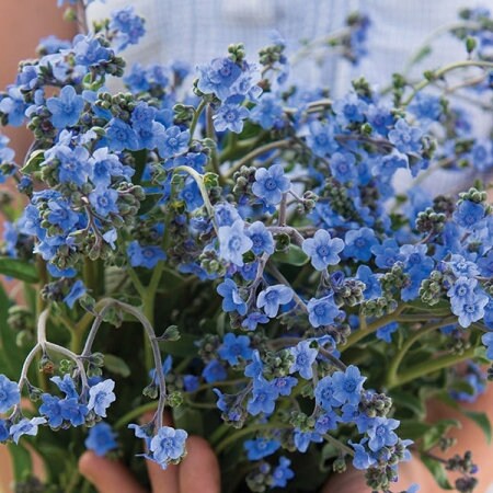 Chinese Forget-Me-Nots, Firmament