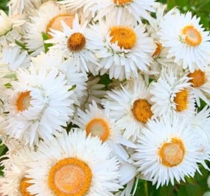 Strawflower Vintage White seeds