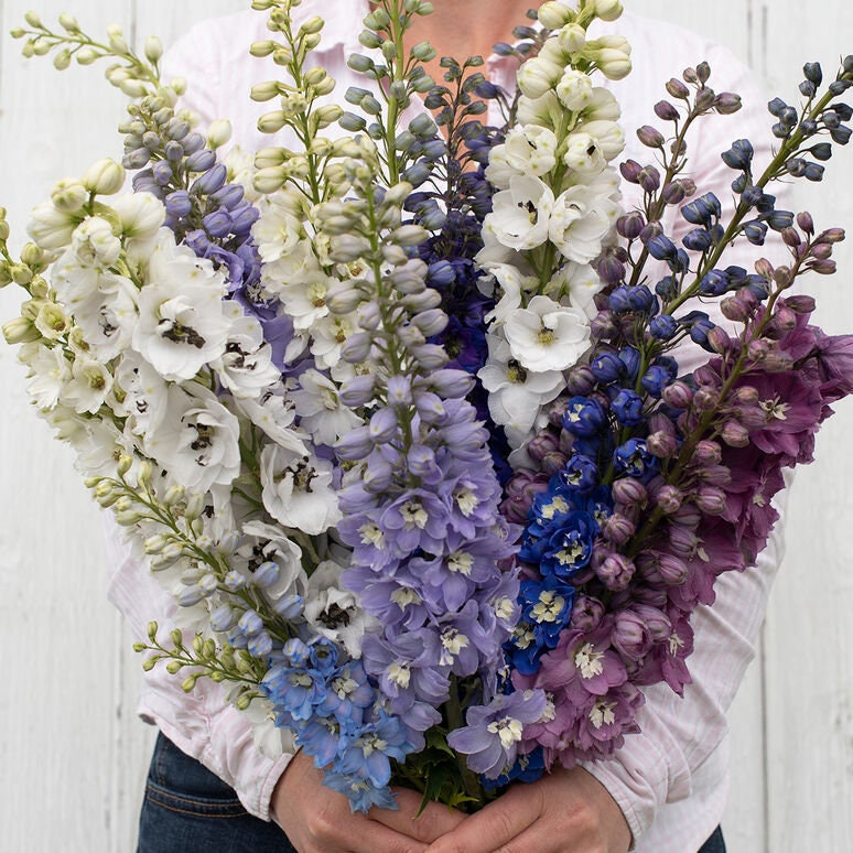 Delphinium Magic Fountains Mix seeds