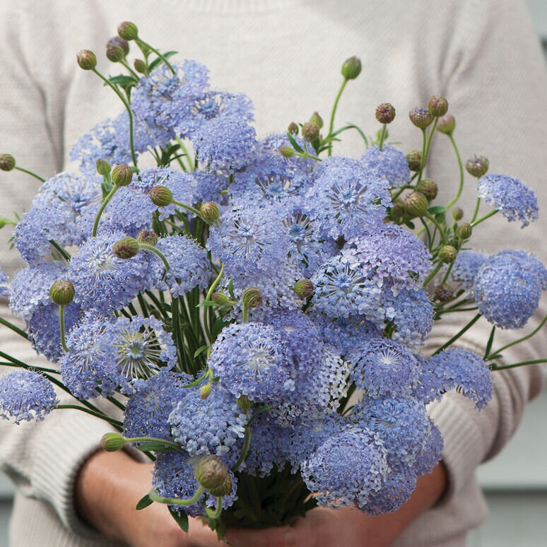 Didiscus Lacy Lavender Blue seeds