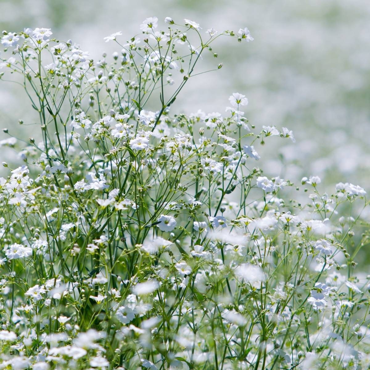 Baby's Breath Gypsophila Covent Garden Market seeds