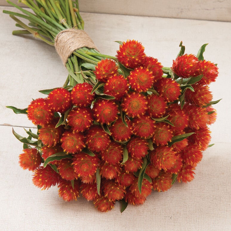 Gomphrena Variety: Orange, Carmine, Strawberry fields (40+ seeds for each variety ×3)