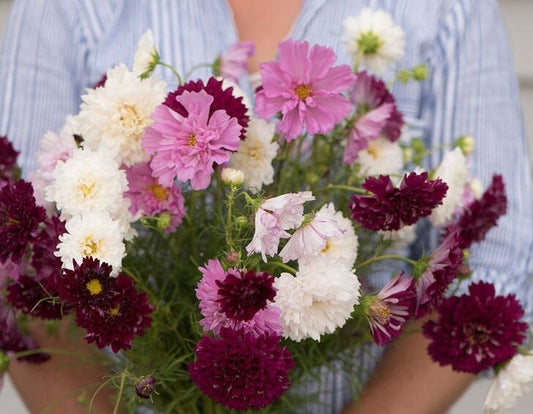 Cosmos Double Click Mix seeds