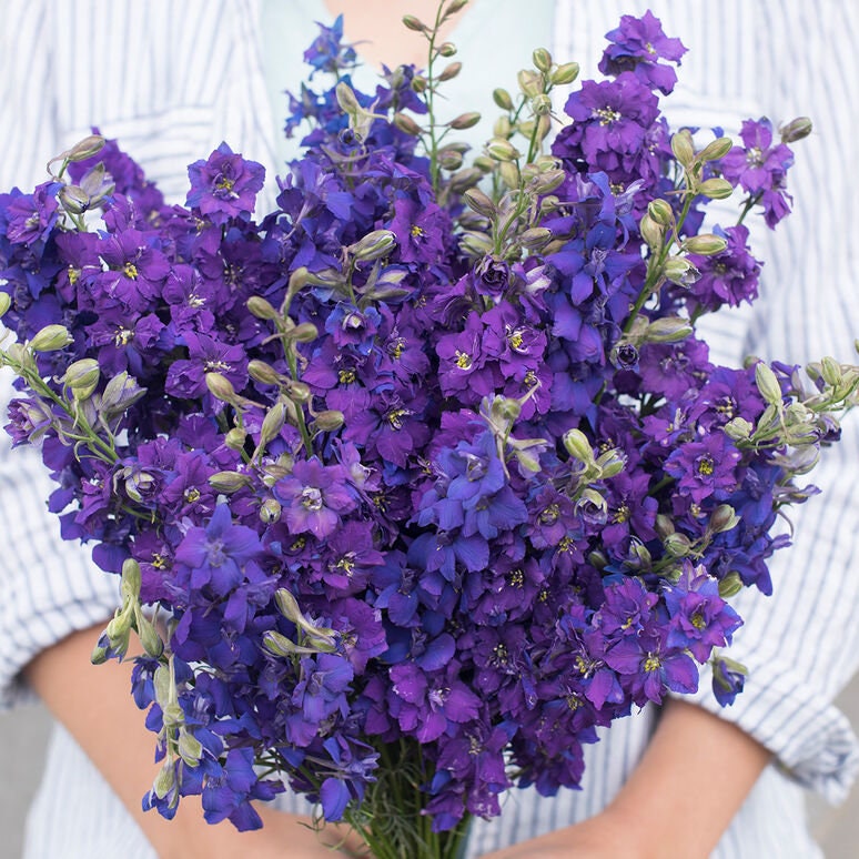 Larkspur Dark Blue QIS seeds
