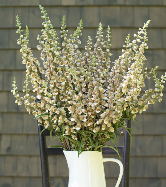 Cafe Creme Digitalis seeds
