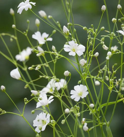 Baby's Breath, Annual Flower Seeds Heirloom Seeds, Wedding Flowers, Covent  Garden, Bouquets, Gypsophila Elegans, Open Pollinated, Non-gmo 