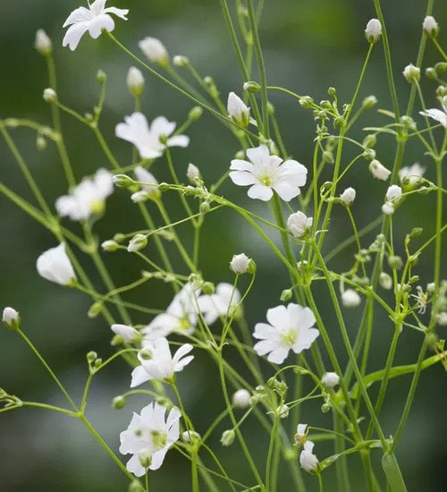 gypsophila covent garden seeds 75+ Baby's Breath Gypsophila Covent Garden Market seeds