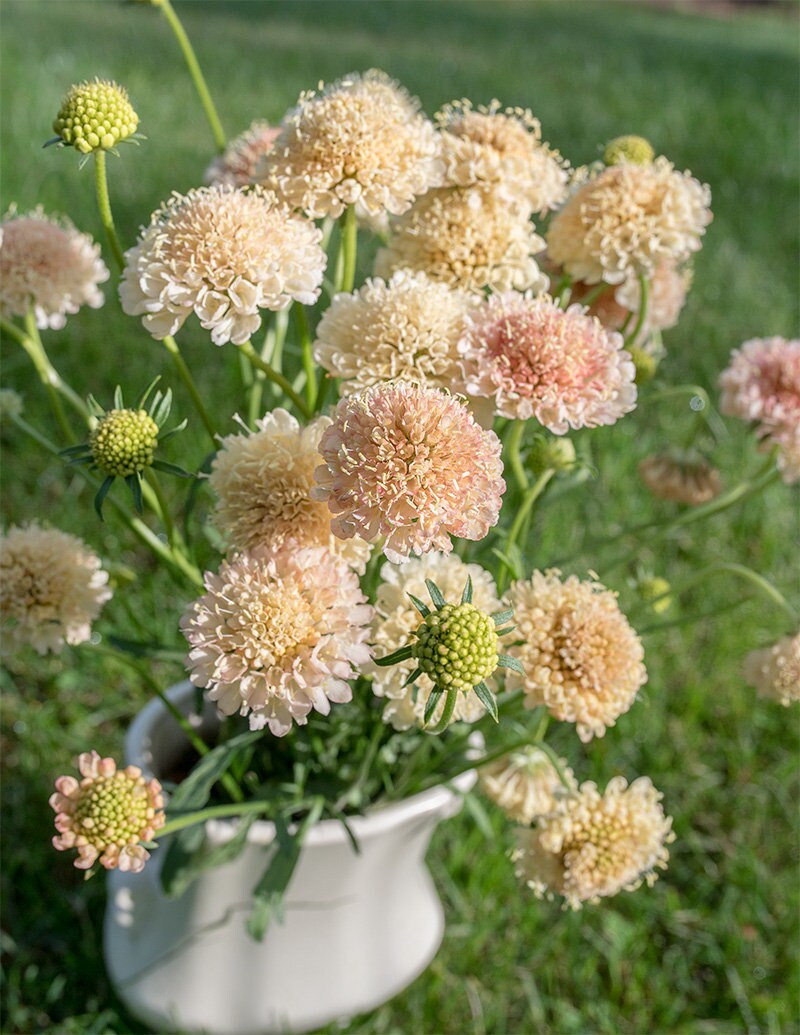 Scabiosa Fata Morgana seeds