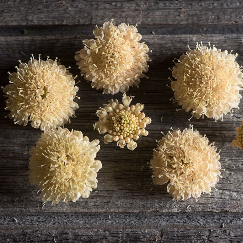 Scabiosa Fata Morgana seeds