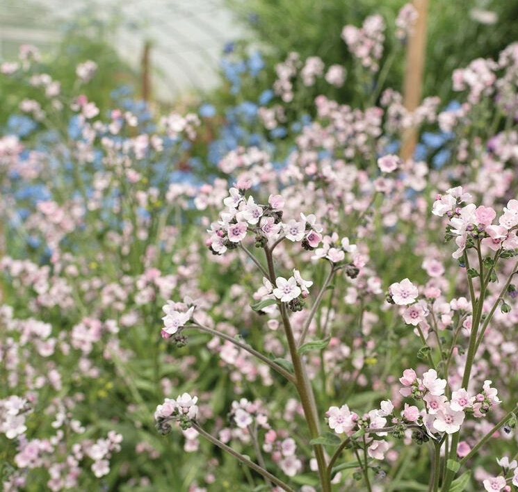 rose seeds near me 50 Mystery Rose Forget Me Not seeds – GardeningTreasures