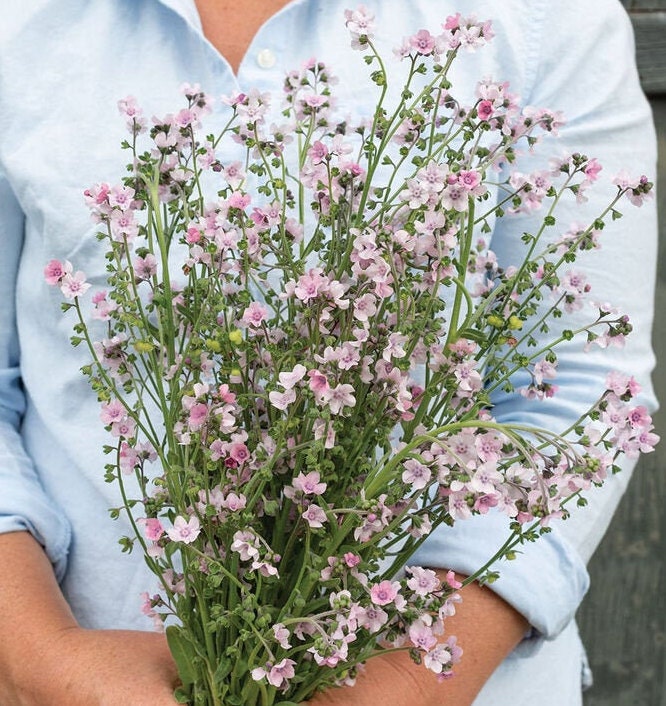Mystery Rose Forget Me Not seeds