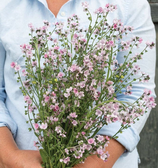 Mystery Rose Forget Me Not seeds