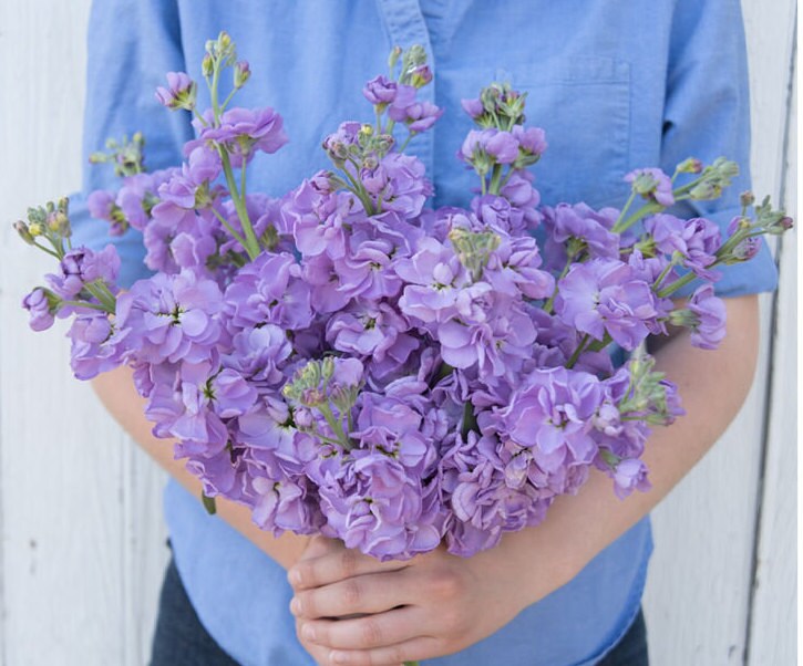 Lavender Blue Stock seeds