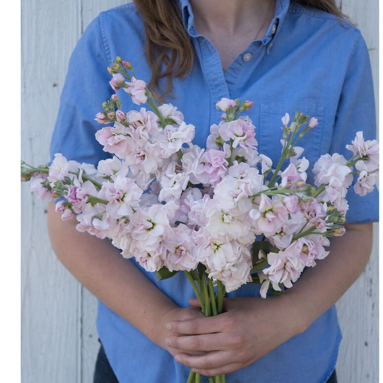 Cherry Blossom Stock seeds